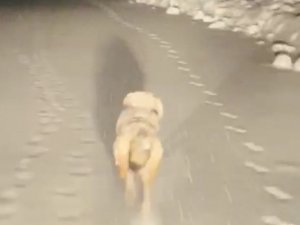 Hasta Almaya Giden Ekiplere Kurt Eşlik Etti