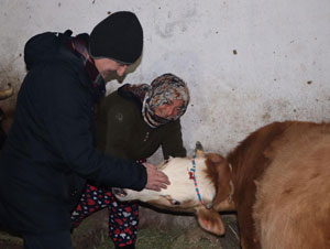 Rize'de doğum sırasında felç geçiren inek için ilçe seferber oldu