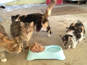 Kahramanmaraş’ta Sokak Hayvanlarına Mama Desteği