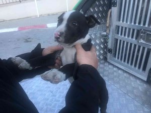 Mersin’de 7 Yasaklı Irk Türü Köpeğe El Konuldu