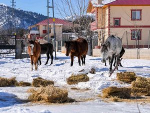 Mersin’de Yılkı Atları Ve Köpekler İçin Doğaya Yem Bırakıldı