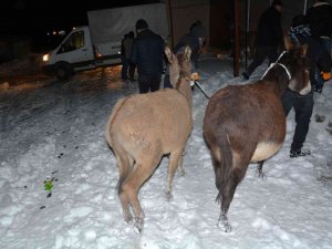 Siverek’te Donma Tehlikesi Geçiren Eşekler Toplandı