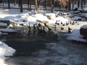 Kayseri Buz Tuttu