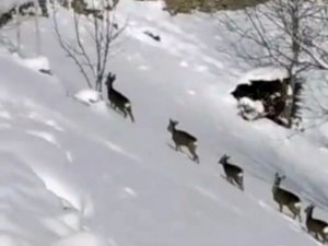 Karda Aç Kalan Karacalar Köye İndi