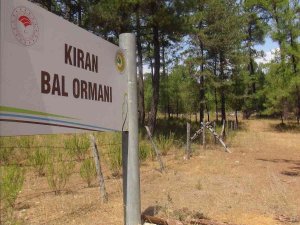 Tab Başkanı Şahin; “Bal Ormanı Alanları Genişletilmeli”