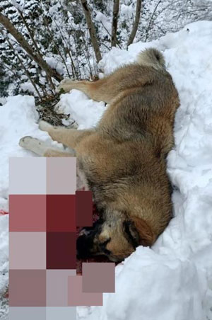 Köpeğini Öldüren 3 Çoban Köpeğini Silahla Vurarak Öldürdü