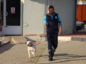 Manisa’da Barınaktaki Yasaklı Irk Köpeklerin Sayısı 240’a Ulaştı
