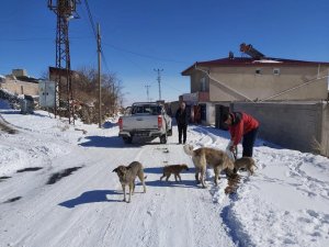 Özel İ̇dare Ekipleri Sokak Hayvanlarına Mama Bıraktı