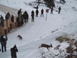 Türkiye’de İlk Kez Doğal Alanından Alınan Yaban Keçileri Tekrar Doğal Alana Salındı