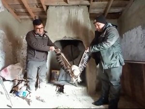 Yaralı Bulduğu Kartalı Kümesindeki Tavuklarla Besledi