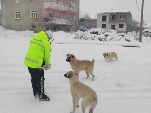 Baskil Kaymakamlığı Sokak Hayvanlarını Unutmadı