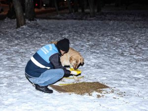 Diyarbakır’da ’Can Dostlara’ 1 Ton 700 Kilogram Mama Bırakıldı