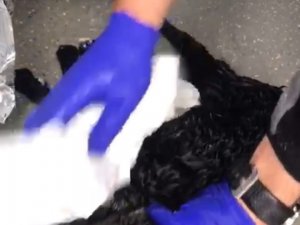 Donmak Üzere Olan Yavru Keçiye Ambulansta Müdahale