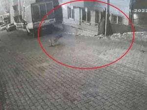 Karne Almak İçin Okula Giden Genç Kıza Sokak Köpekleri Saldırdı