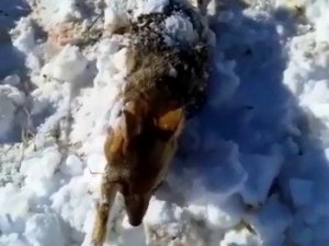 Donan Tilkiyi Çoban Köpeği Buldu