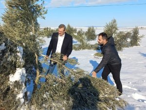 Zeytin Ağaçları Kardan Zarar Gördü