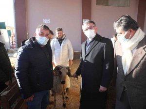 Tokat’ta 91 Yetiştiriciye Yüzde 75 Hibeli Koç Desteği