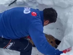 Enkaz Altında Kalan Köpeği Afad Ekipleri Kurtardı