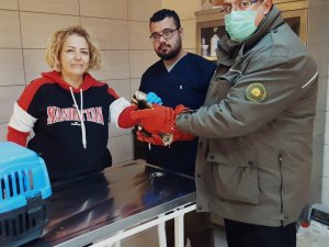 Köpeklerin Saldırısında Yaralanan Yavru Alaca Sansar Tedavi Altına Alındı