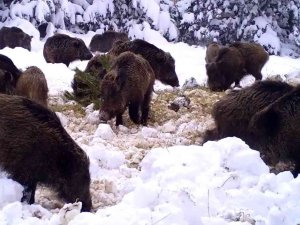 Zorlu Kış Aylarındaki Yaban Hayatı Böyle Görüntülendi