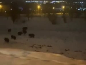 Karda Yiyecek Bulmakta Zorlanan Domuz Sürüsü Şehir Merkezine İndi