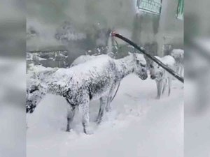 Siverek’te Soğuktan Donmak Üzere Olan Eşekler Kurtarıldı