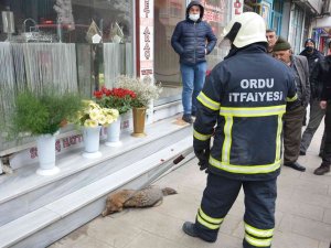 Tilki Şehir Merkezine İndi