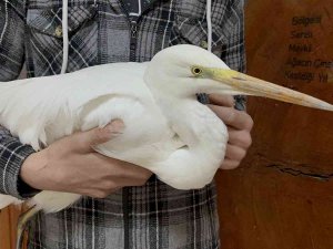 Isparta’da Soğuktan Donmak Üzere Olan Büyük Ak Balıkçılı Kurtarıldı