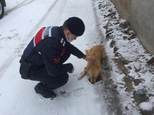 Vali Şıldak’tan Sokak Hayvanları İ̇çin Çağrı