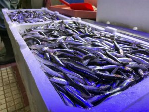 Karadeniz’de Hamsi Yeniden Tezgahta