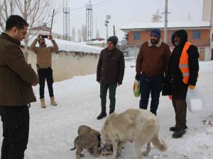 Kaymakam Güder, Sokak Hayvanlarını Unutmadı