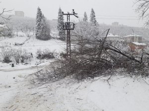 Yüksek Gerilim Hattı Üzerine Devrilen Ağaç Mahalleyi Elektriksiz Bıraktı
