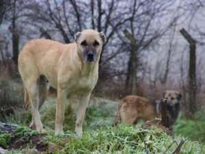 İ̇stanbul’un Köpekleri Kocaeli’de Korku Saçıyor