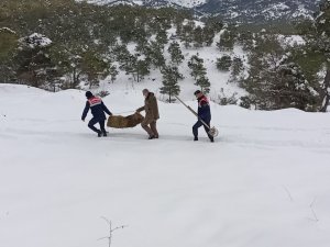 Karlı Yolları Yaban Hayvanları İçin Aştılar