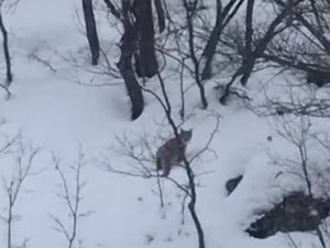 Tunceli’de Karda Yiyecek Arayan Vaşak Görüntülendi