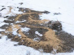 Bingöl’de Yaban Hayvanları İçin Doğaya Yem Bırakıldı