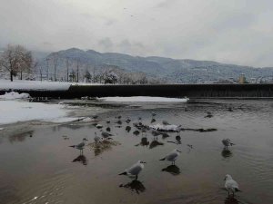 Buz Tutan Deredeki Martıların Kar Banyosu Drone İle Görüntülendi