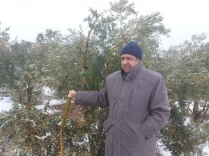 Hatay’da Kar Zeytin Ağaçlarının Dallarını Kırdı