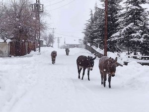 Bingöl’de Yürekleri Sızlatan Görüntü: Yaz Aylarında Çalıştırılan Eşekler, Kışın Ölüme Terk Edildi