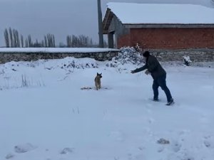Kütahya’da Aç Kalan Tilki Köye İndi