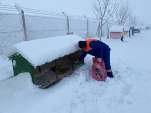 Çubuk’ta Sokak Hayvanları Unutulmadı