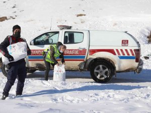 Başkale’de Sokak Hayvanları Yalnız Bırakılmıyor
