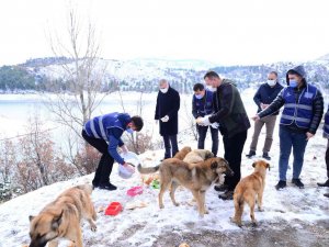 Sevimli Dostlarımız İ̇zlanda Kışında Da Unutulmadı