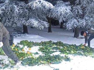 Yaban Hayatına 15 Ton Yem Bırakıldı