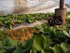 Çilek Seralarında Don Tehlikesine Karşı Sobalı Önlem