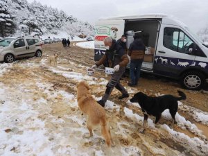 Kartal Belediyesi Kar Yağışında Sokak Hayvanlarını Unutmadı
