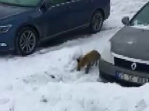 Evlerinin Önüne Kadar Gelen Tilkiyi Elleriyle Beslediler
