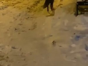 Elazığ’da Aç Kalan Tilki Şehre İndi Sokak Sokak Gezdi
