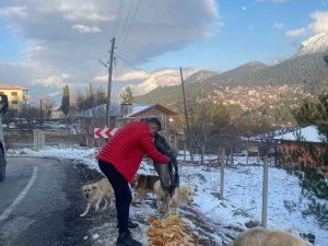 "Piton Döner" Karda Aç Kalan Sokak Köpeklerinin Yanında