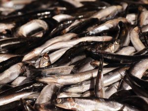 Fiyat Artışları Vatandaşı Balığa Yöneltti